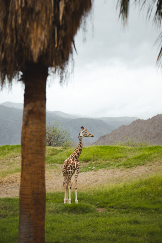 the living desert palm springs