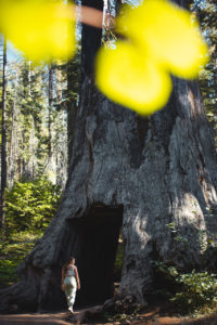 tuolumne grove yosemite californie
