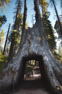 tuolumne grove yosemite californie