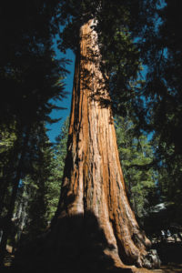 king's canyon californie general grant