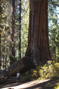 king's canyon californie