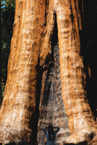 sequoia NP big trees trail californie