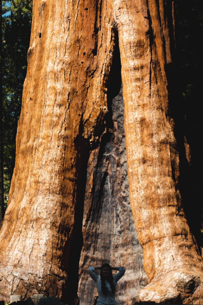sequoia NP big trees trail californie