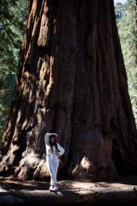 sequoia NP big trees trail californie
