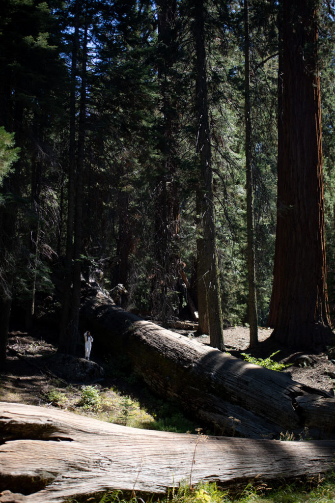 sequoia NP big trees trail californie