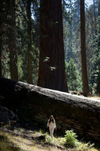 sequoia NP big trees trail californie