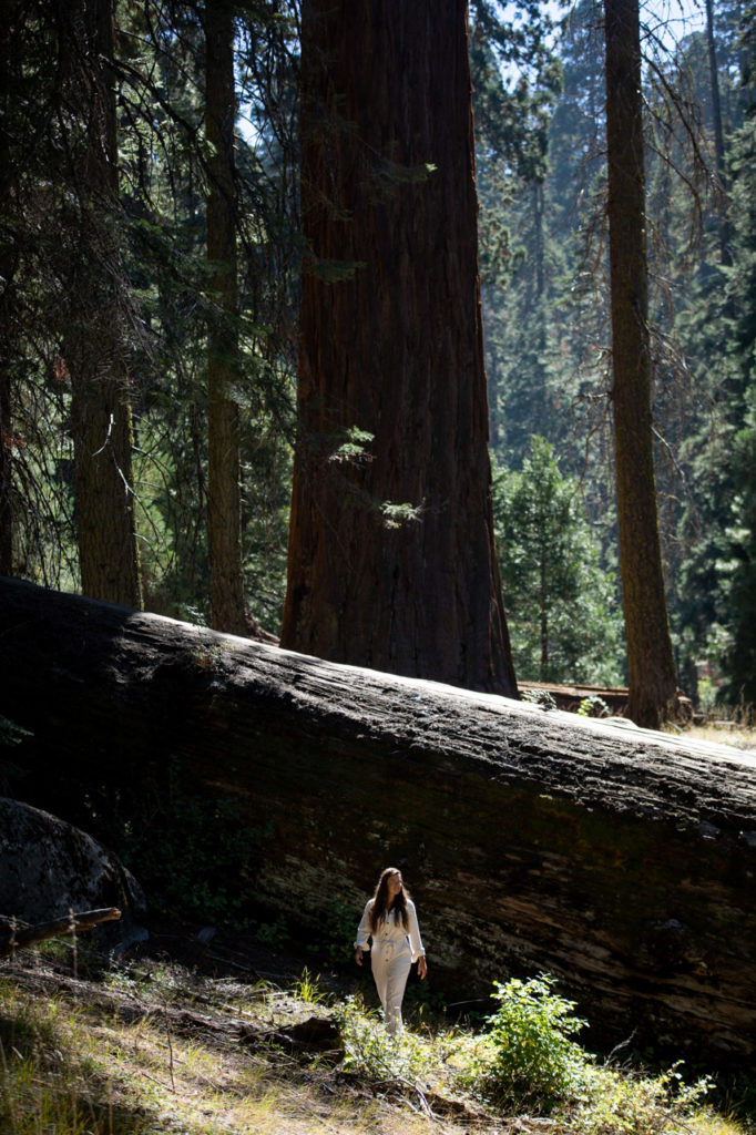 sequoia NP big trees trail californie