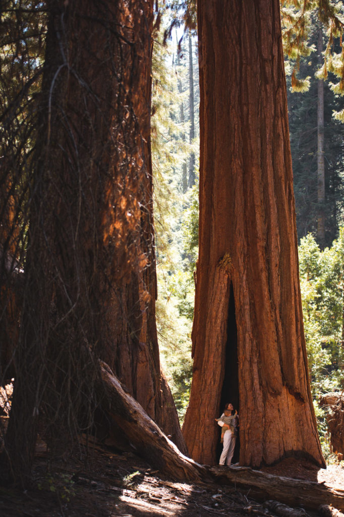 sequoia NP big trees trail californie