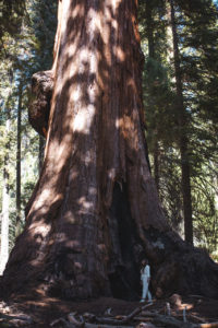 sequoia NP big trees trail californie