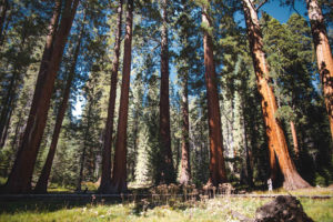 sequoia NP big trees trail californie