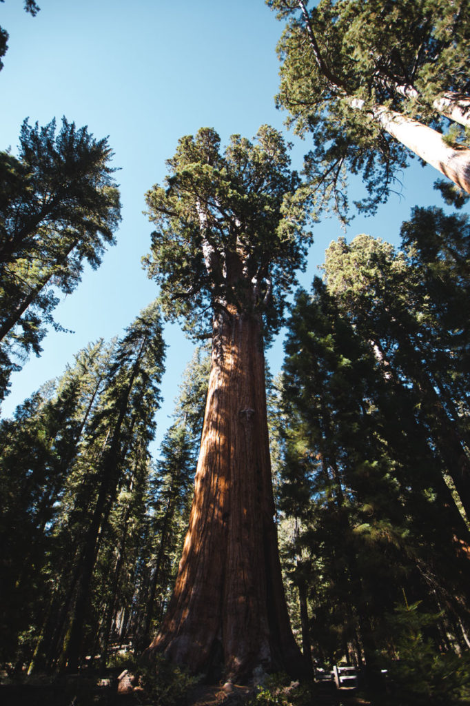 general sherman sequoia NP californie