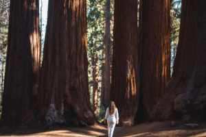 sequoia NP Californie