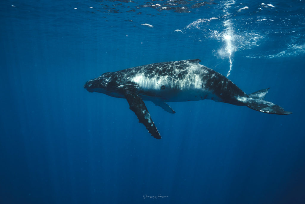nager avec baleines moorea