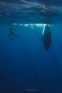 nager avec baleines moorea