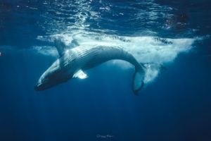 nager avec baleines moorea