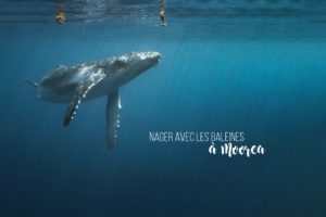nager avec baleines moorea