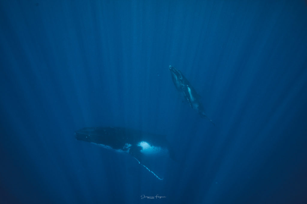 nager avec baleines moorea