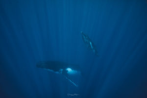nager avec baleines moorea