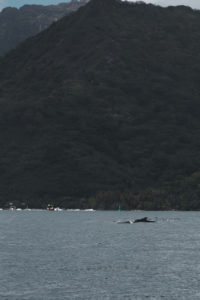nager avec baleines moorea