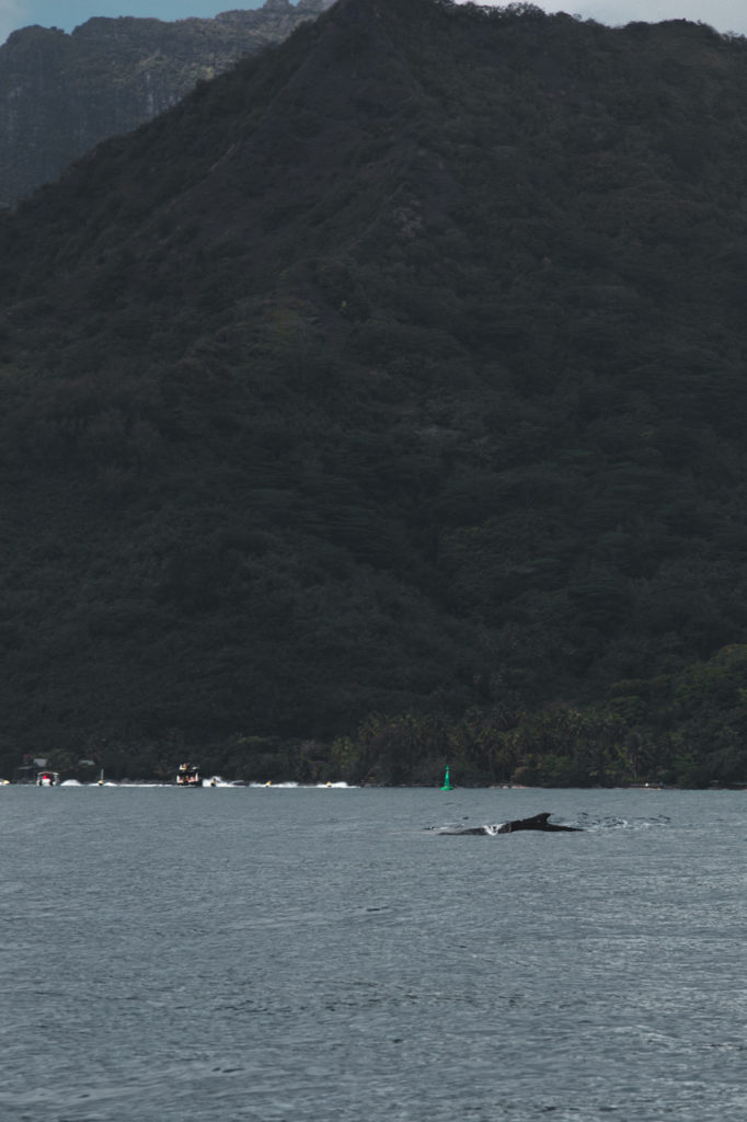 nager avec baleines moorea