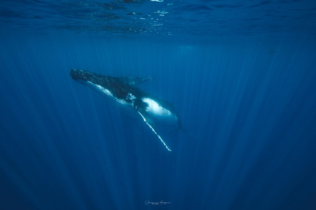 nager avec baleines moorea