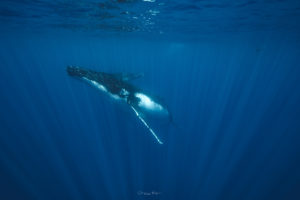 nager avec baleines moorea