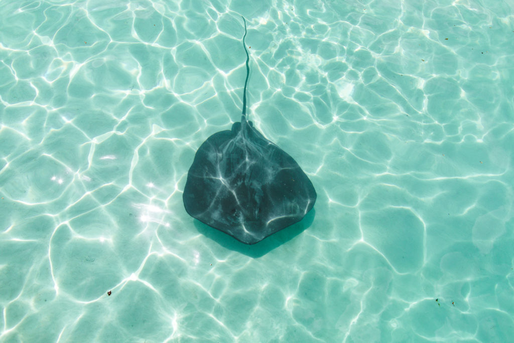 nager avec baleines moorea