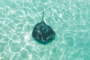 nager avec baleines moorea