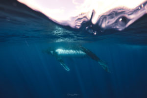 nager avec baleines moorea