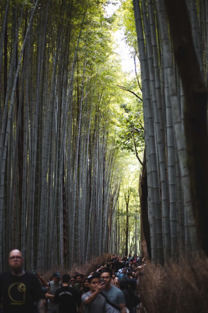 foret de bambou kyoto