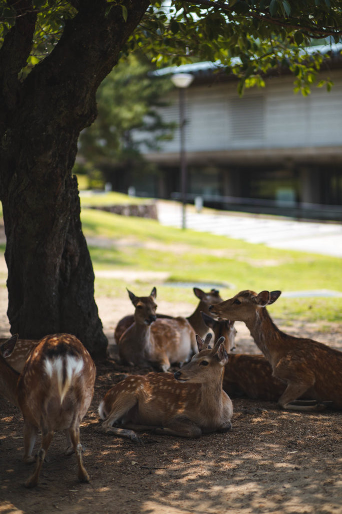 Nara daim japon