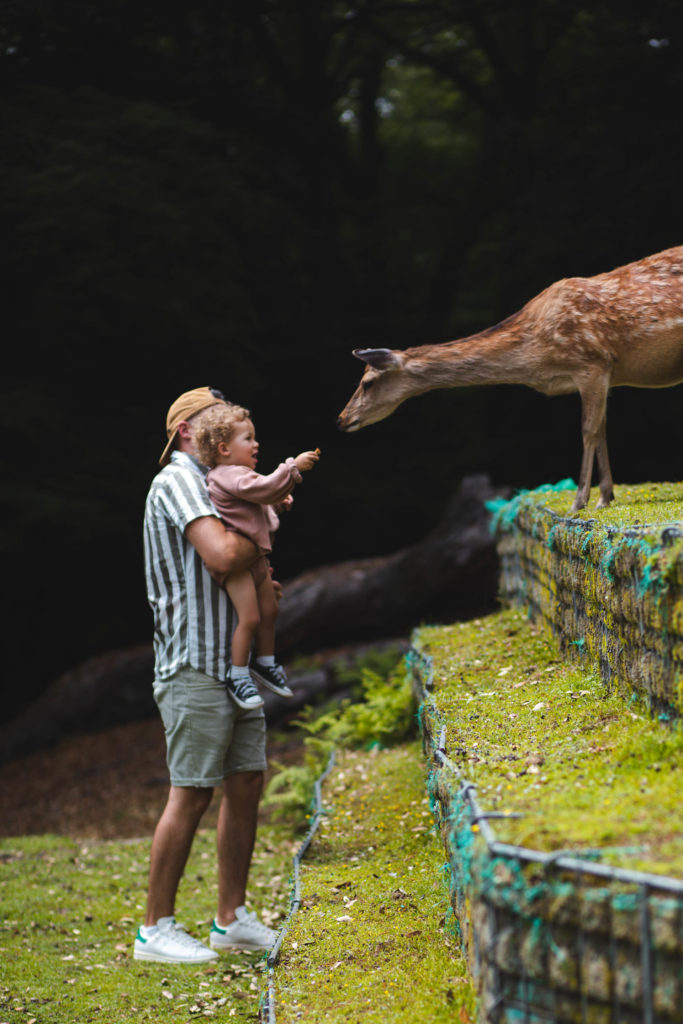 Nara daim japon