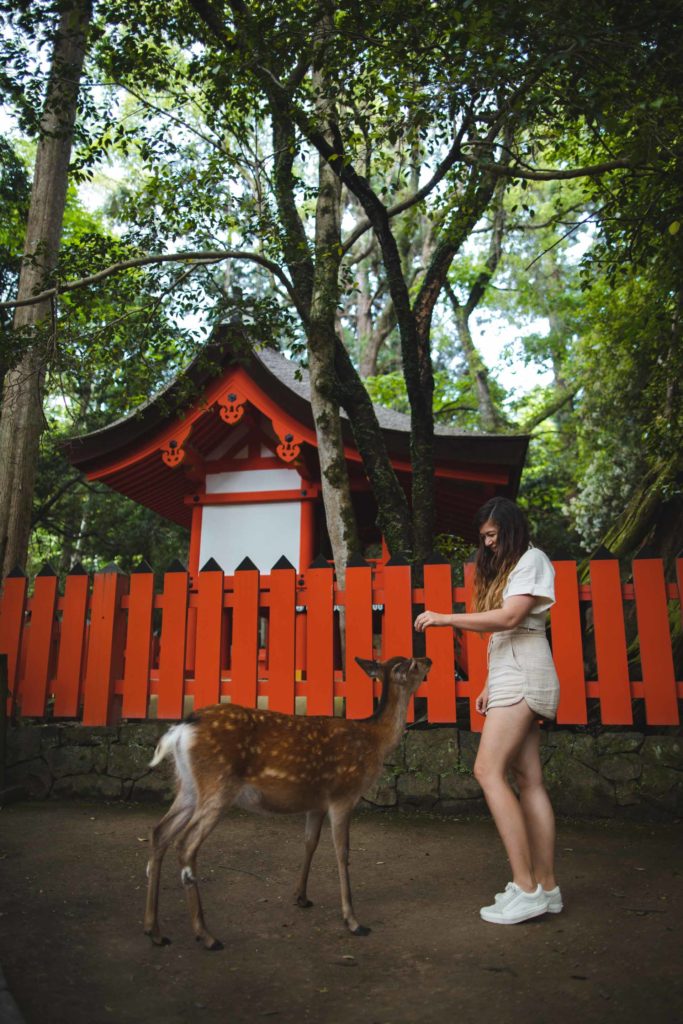 Nara daim japon