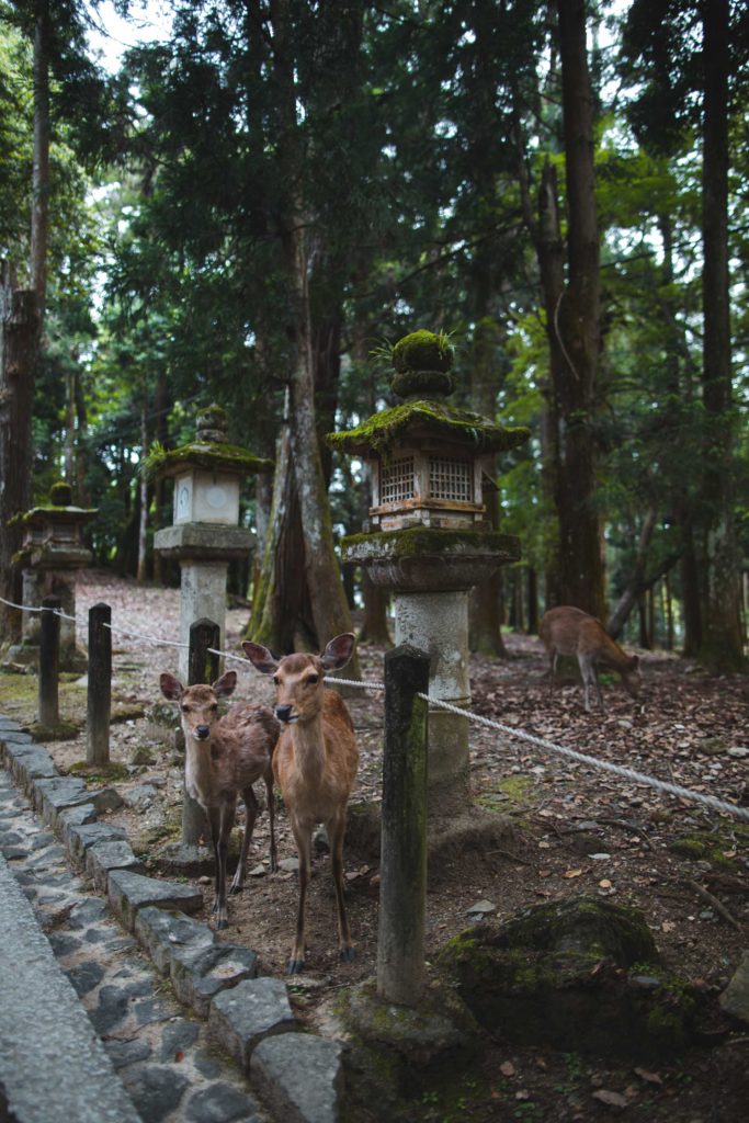 Nara daim japon
