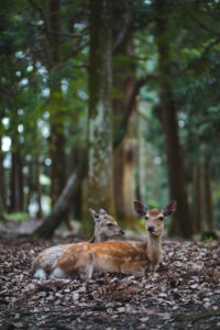 Nara daim japon