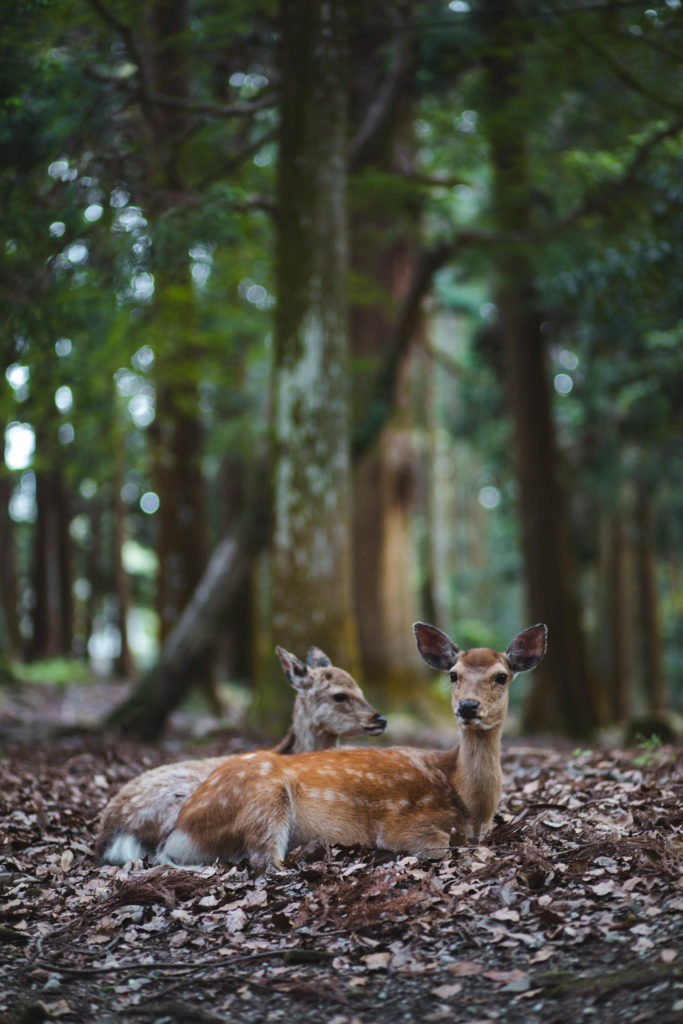 Nara daim japon