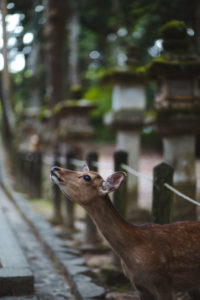 Itinéraire 2 semaines au Japon