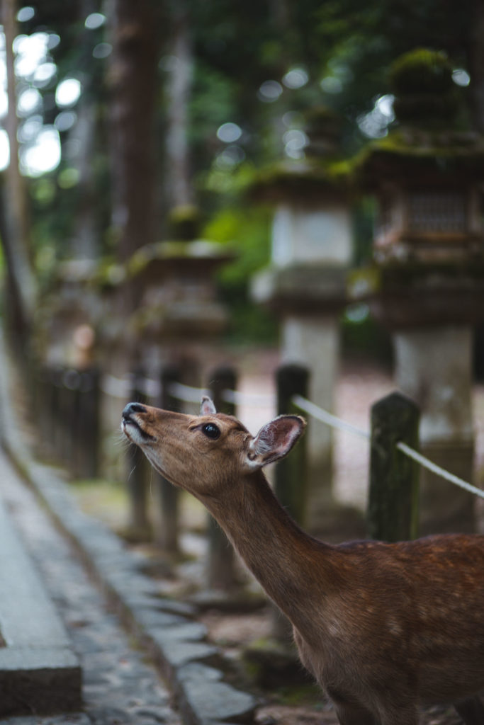 Itinéraire 2 semaines au Japon