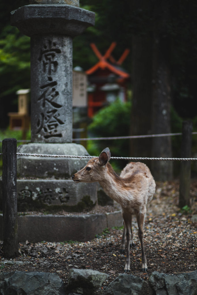 Nara daim japon