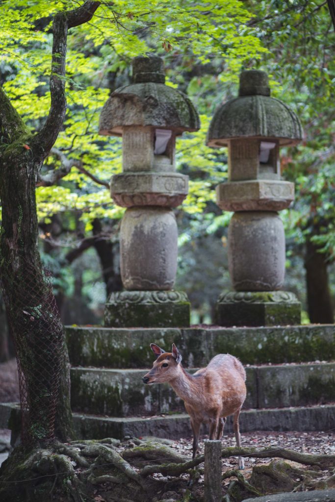 Nara daim japon