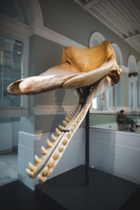 National Museum of Scotland Edimbourg