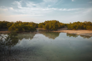 Jubail Mangrove Park Abu Dhabi