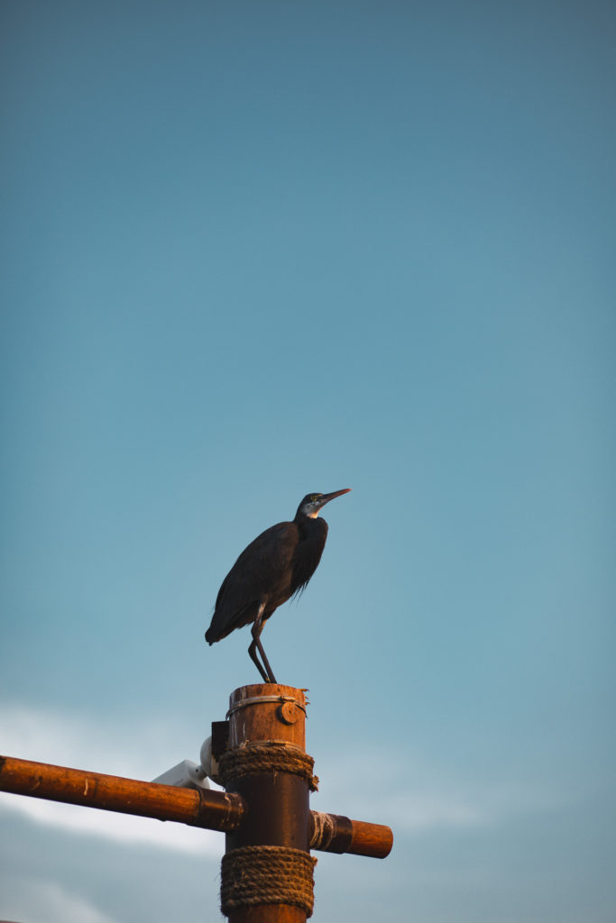 Jubail Mangrove Park Abu Dhabi