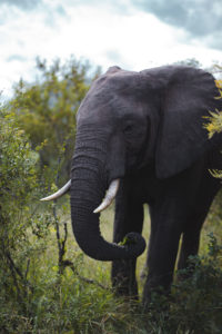 elephant parc kruger afrique du sud