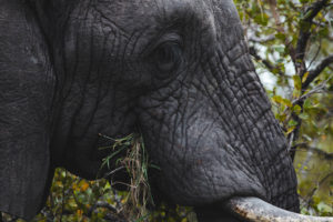 elephant parc kruger afrique du sud