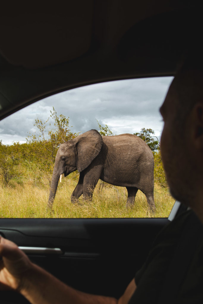 elephant parc kruger afrique du sud