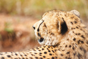 guépard safari afrique du sud