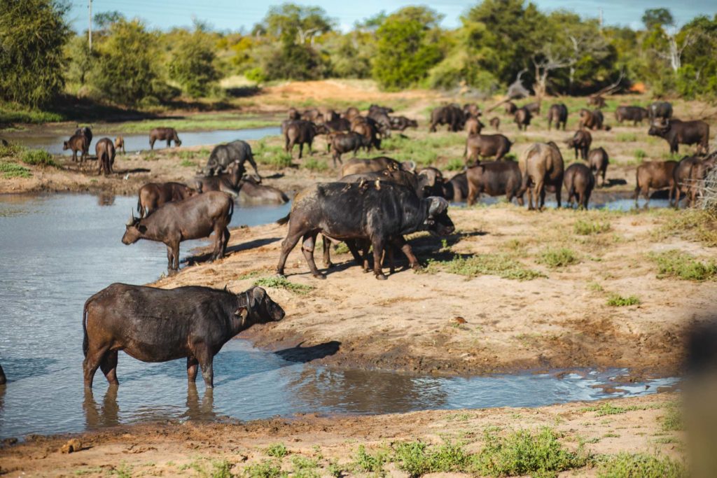 safari itineraire afrique du sud