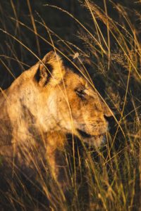 lion safari afrique du sud