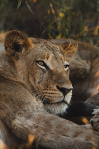 lion safari afrique du sud